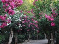 Municipal Garden Rethymno